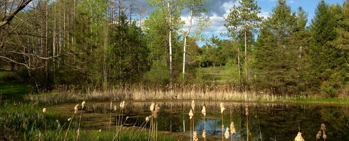 MLR-WEBSITE—Shaftsbury-Ehrich-Rd-pond